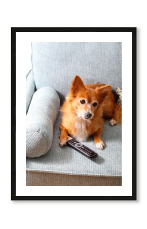 red hair dog lying on the sofa with tv remote control