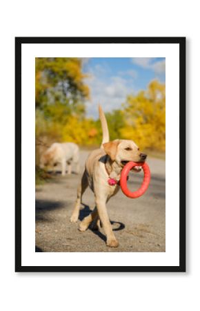 A walk with my beloved Labrador through an autumn park. The dog runs and retrieves a dog toy ring.