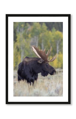 Bull Shiras Moose in Grand Teton National Park Wyoming in Autumn