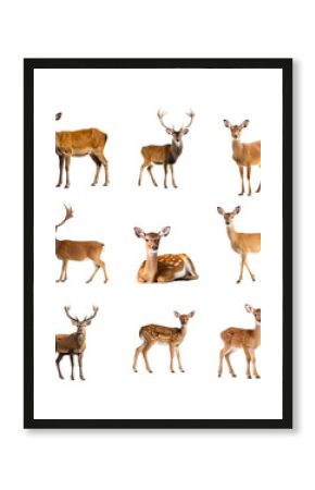 Set aus Reh und Hirsch – isoliert auf weißem Hintergrund, Freisteller, Wildtiere, transparent