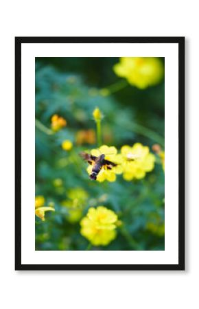 A moth flies near yellow flowers, its wings blurred in motion as it hovers over the blossoms in a garden setting with green leaves and other flowers around.