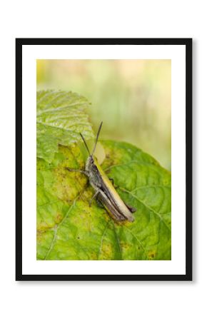 Grashüpfer (Chorthippus dorsatus)