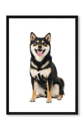 Full body portrait of a smiling black and tan shiba inu dog sitting down, cute puppy dog breed, pet animal photography isolated on transparent background