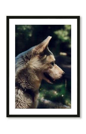 Blue-eyed Siberian husky in forest shade, side profile under natural light showing intelligence, strength and wild beauty in a cinematic fine art animal portrait