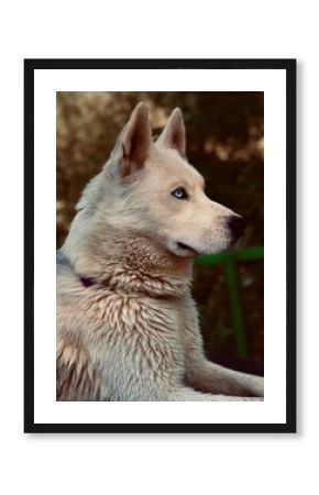 Majestic Siberian husky dog with blue eyes sitting in natural light, elegant side profile capturing intelligence, strength and loyalty in a fine art style portrait