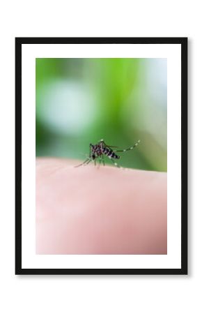 Aedes aegypti mosquitoes on human hand