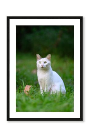 The cat sits on the grass.