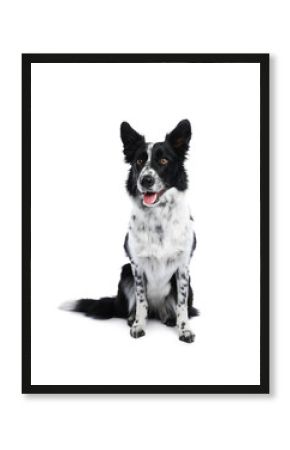 Cute Border Collie dog on white background