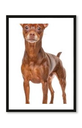 Charming Miniature Poring with Glossy Brown Fur and Adorable Expression on Pure White Background