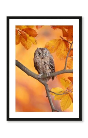 Eurasian scops owl (Otus scops), also known as the European scops owl, common scops owl or just scops owl