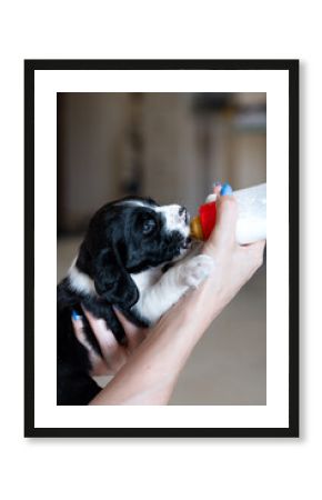 Close-up of a woman feeding an abandoned pointer puppy with a milk bottle, showing rescue, compassion, and dedicated pet care at home. Cute dog sucking milk from a bottle 