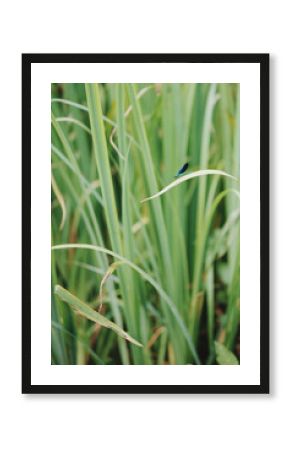 A dragonfly is flying over a field of tall grass