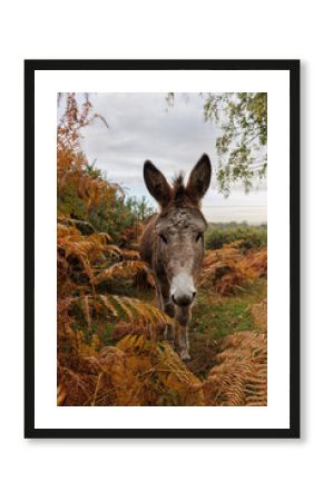 A New Forest donkey stands among autumn bracken on Cadnam Common, Hampshire, shortly after sunrise on a calm, overcast morning