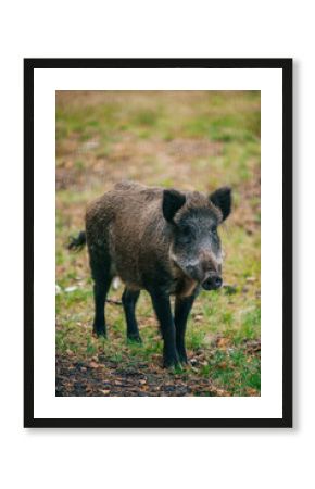 wild boar in the forest
