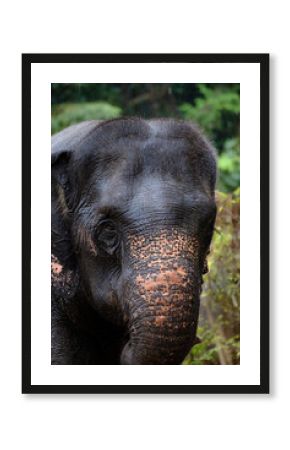 asian elephant in Thailand, vertical photo