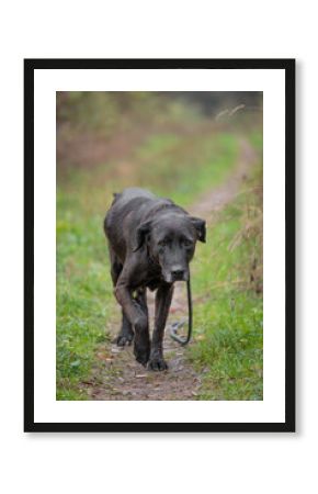Rescued dogs from the dog shelter walk on a forest trail without a dog handler during obedience training