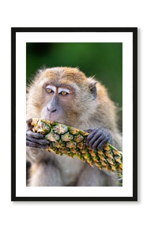 A monkey eating pineapple 2