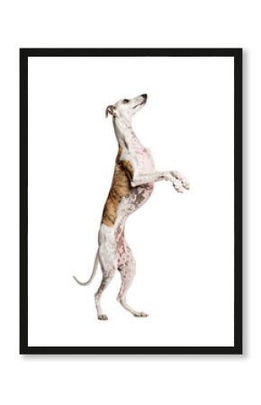 Whippet standing on hind legs looking up on white background
