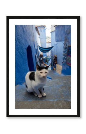 A black and white cat sits on the blue steps of a narrow alley in Chefchaouen, Morocco. The vibrant, deep blue walls characteristic of the "Blue Pearl" line the street, leading past small shops.