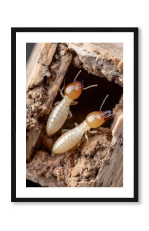 Termites in Wood Closeup of Destructive Insects.