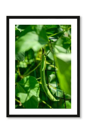 Ripe green bean growing on a Scarlet Runner Bean bush is a kitchen garden on summer day, a vegetable rich in nutrients 