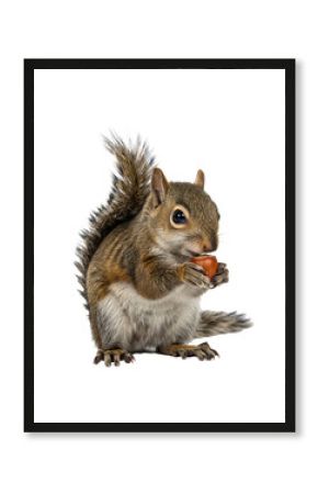 Highly detailed profile of a juvenile american grey squirrel actively nibbling a cracked hazelnut, ultra-photorealistic macro studio shot with high-key lighting on transparent. Concept of focused