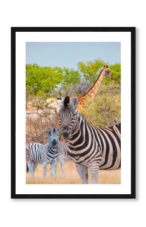 Herd of zebra grazing in the open savannah with heard of giraffe - Ethosa national park - Namibia, Africa