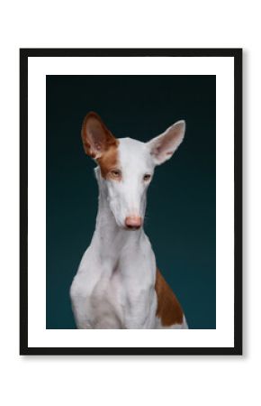 A close-up portrait of an Ibizan Hound with a dark green background, highlighting its amber eyes and slender features. The soft lighting enhances the texture of the fur.