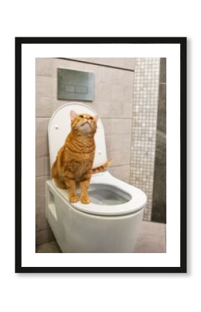 Ginger Cat Sitting on Toilet Seat in Bathroom – Funny Pet Behavior and Home Interior Concept