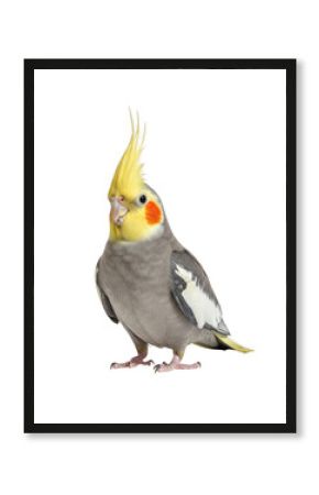 High resolution cockatiel parrot bird stock image, perfect for graphic design projects and more, isolated on transparent background
