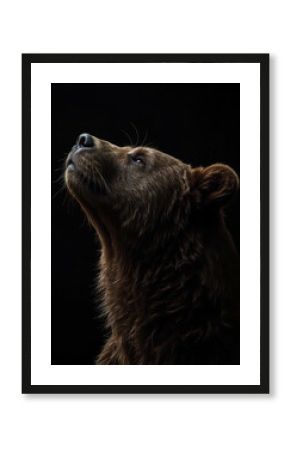 Majestic Brown Bear Head Portrait Looking Up Against Dark Background