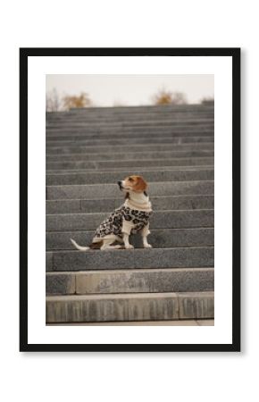 Beagle dog sitting on the big grey stairs in the park, side profile view, wearing leopard sweater, looking away