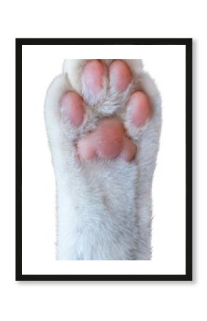 A cute white cat's paw isolated on white background, Cat's foot on White Background PNG file.