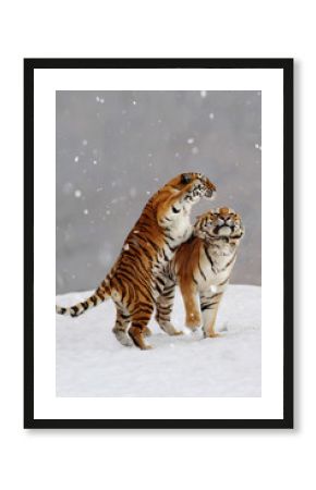 Tiger (Panthera tigris) 