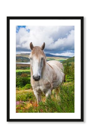 Horse standing behind fence in scenic Scottish countryside