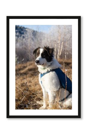 white shepherd dog in winter landscape with frozen trees