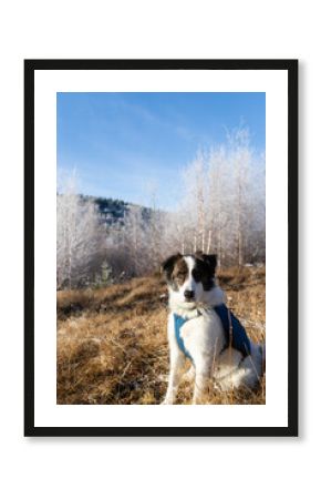 white shepherd dog in winter landscape with frozen trees