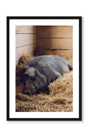 Pig laying down in a pile of hay inside of a barn