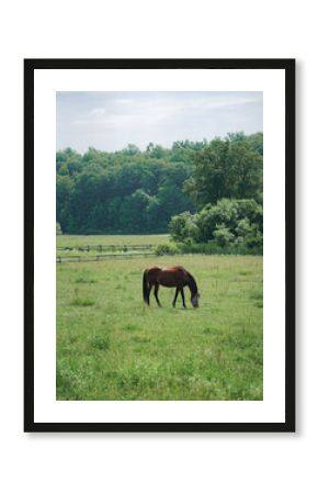 Horse wearing a fly mask in a green meadow eating grass