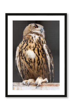 A brown owl with a red eye is standing on a wooden post