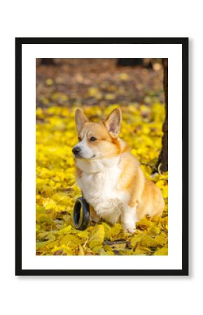 A portrait of a corgi in autumn leaves