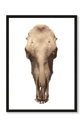 horse skull on white, isolated