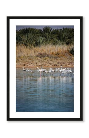 flamingo dans un lac