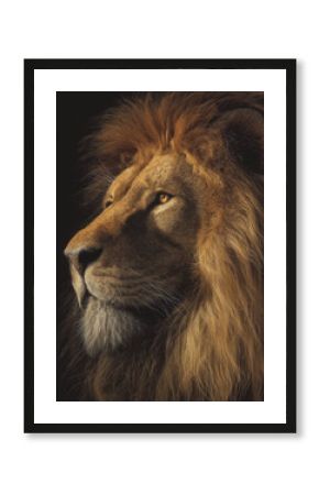 Close-up of a lion with a glowing mane showcasing strength and majesty in natural light