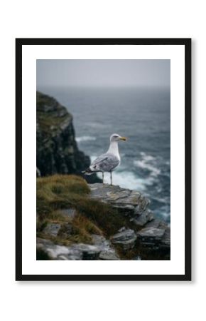 A single seagull stands on a windswept Irish cliff edge overlooking choppy Atlantic water under overcast sky.