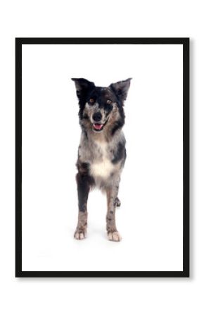 australian shepherd in studio
