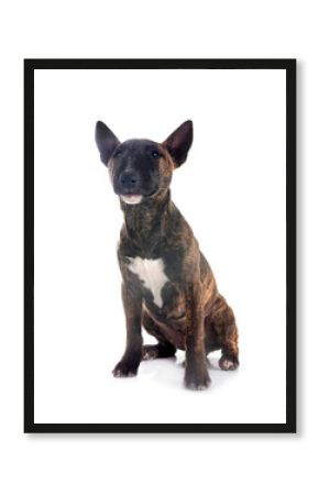 miniature bull terrier in studio