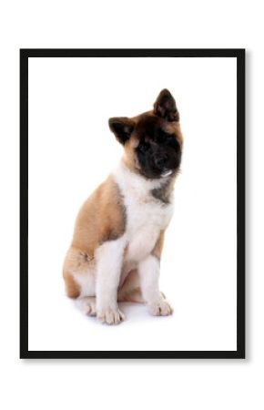 amerikan akita in studio