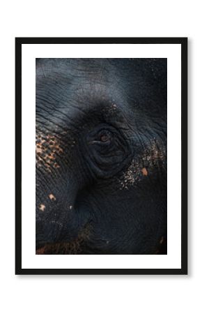asian elephant close up, Elephas maximus in Thailand, vertical photo