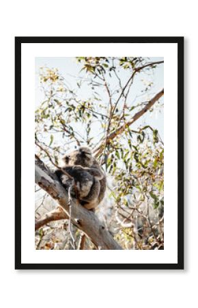 Koala - Great Ocean Road, Australia
